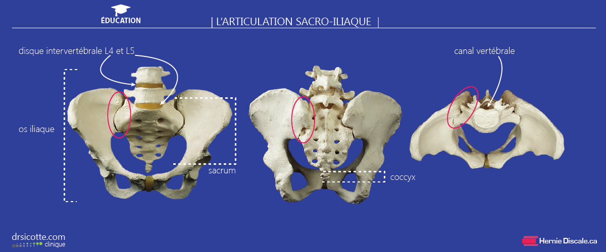 L'anatomie du joint sacro-iliaque.